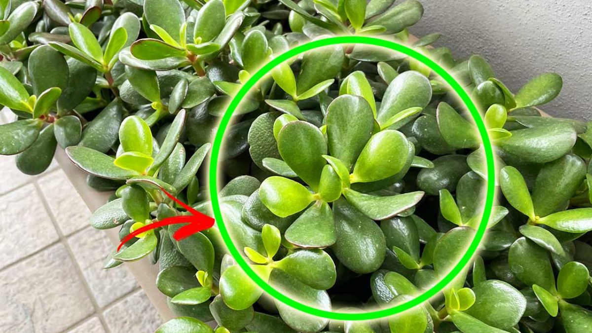 À quel endroit placer l’arbre de jade ? conseils pour bien entretenir un arbre de jade Top
