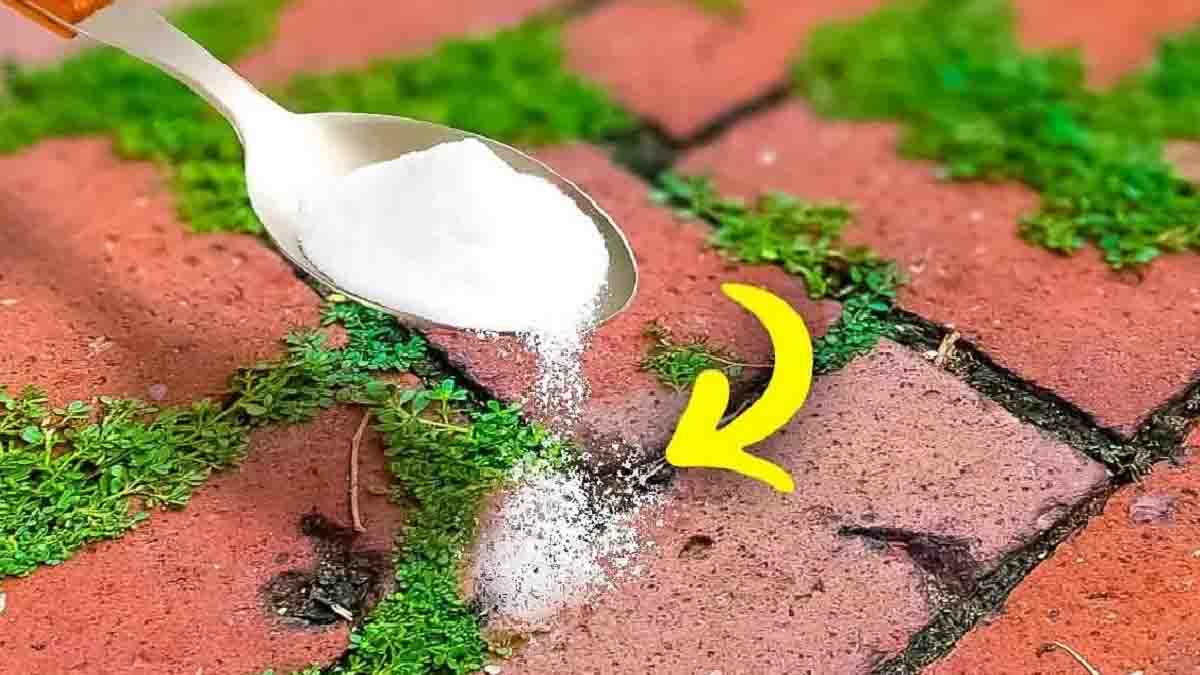 Adieu les mauvaises herbes et la mousse qui s’incrustent entre les dalles et les pavés : profitez d’un espace extérieur esthétique 