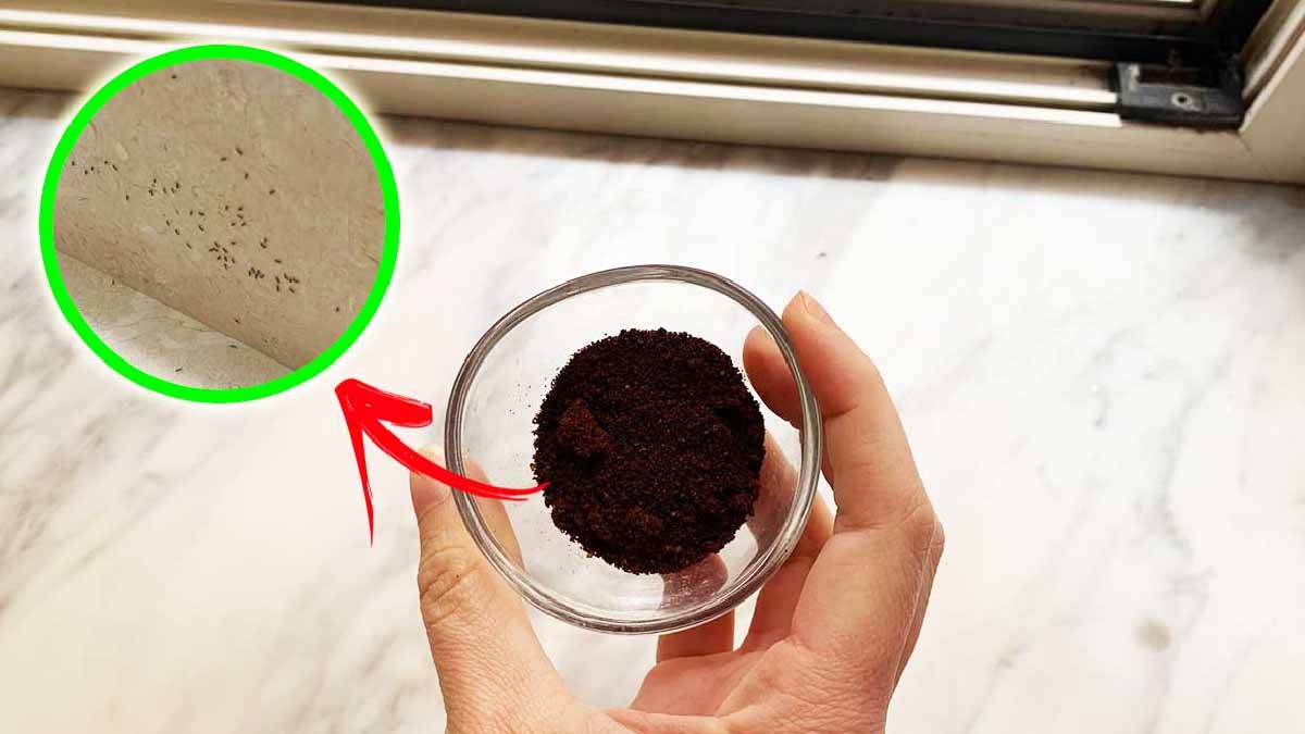 L’astuce infaillible pour faire en sorte que votre maison soit l’ennemi des fourmis