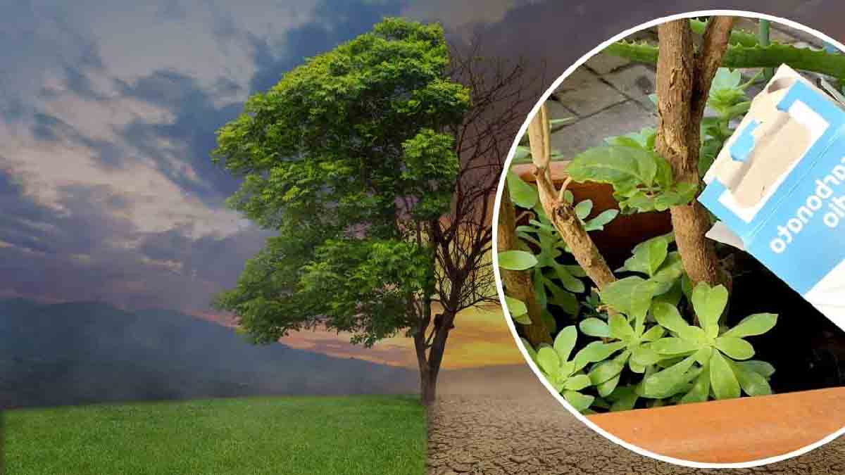 Bicarbonate dans les plantes, ce qui se passe est phénoménal : les voisins envieront votre jardin