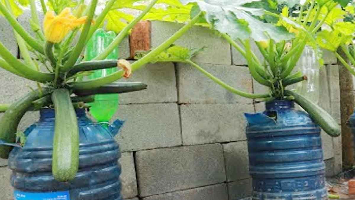 Avez-vous un contenant inutilisé ? Faites pousser des courgettes facilement en suivant ces étapes 