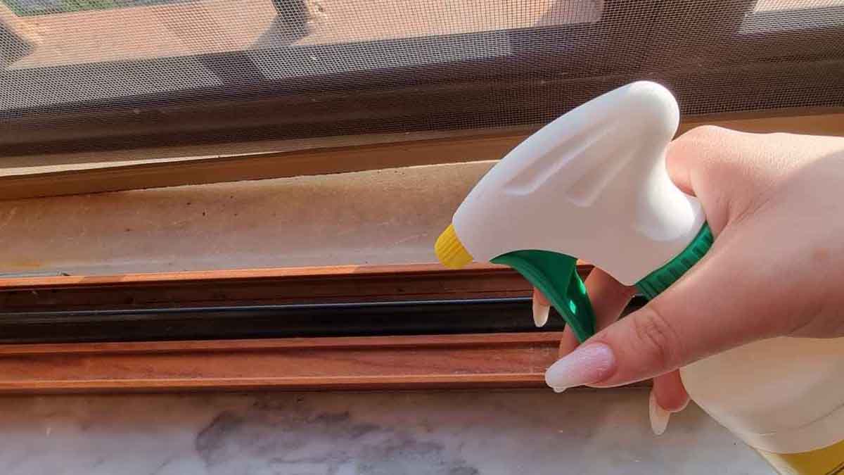 Dites adieu à tous ces insectes indésirables : il suffit de vaporiser ce produit sur les rails de la fenêtre 