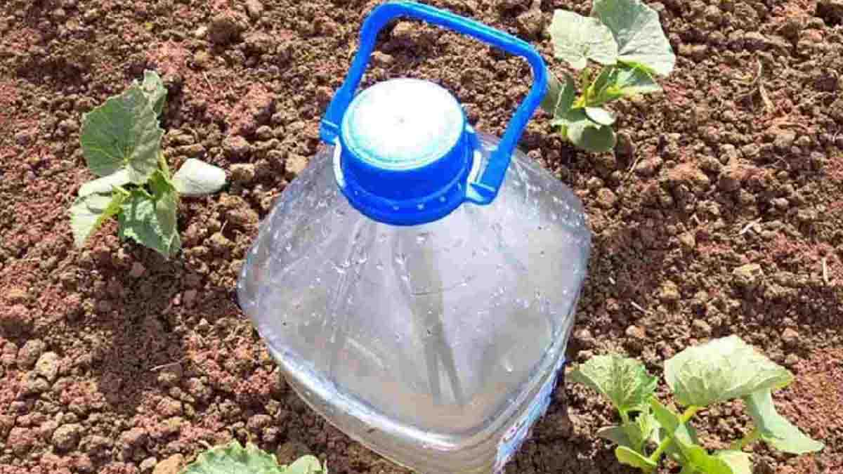La meilleure technique d’arrosage des légumes et des fruits selon les jardiniers