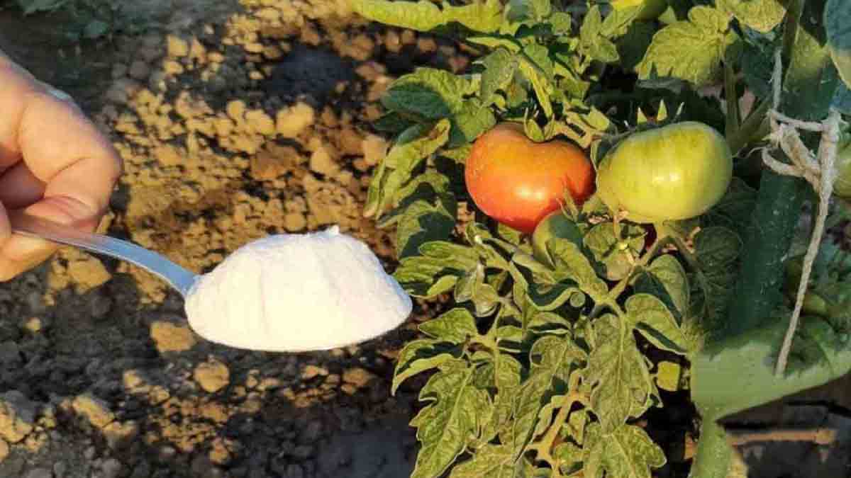 N’oubliez jamais de mettre ce produit sur le sol des tomates et des concombres : la récolte sera deux fois plus abondante