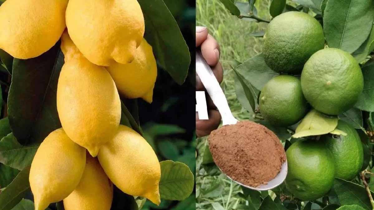 La meilleure technique de fertilisation pour les citrons : vous les aurez sains et porteurs de fruits abondants 