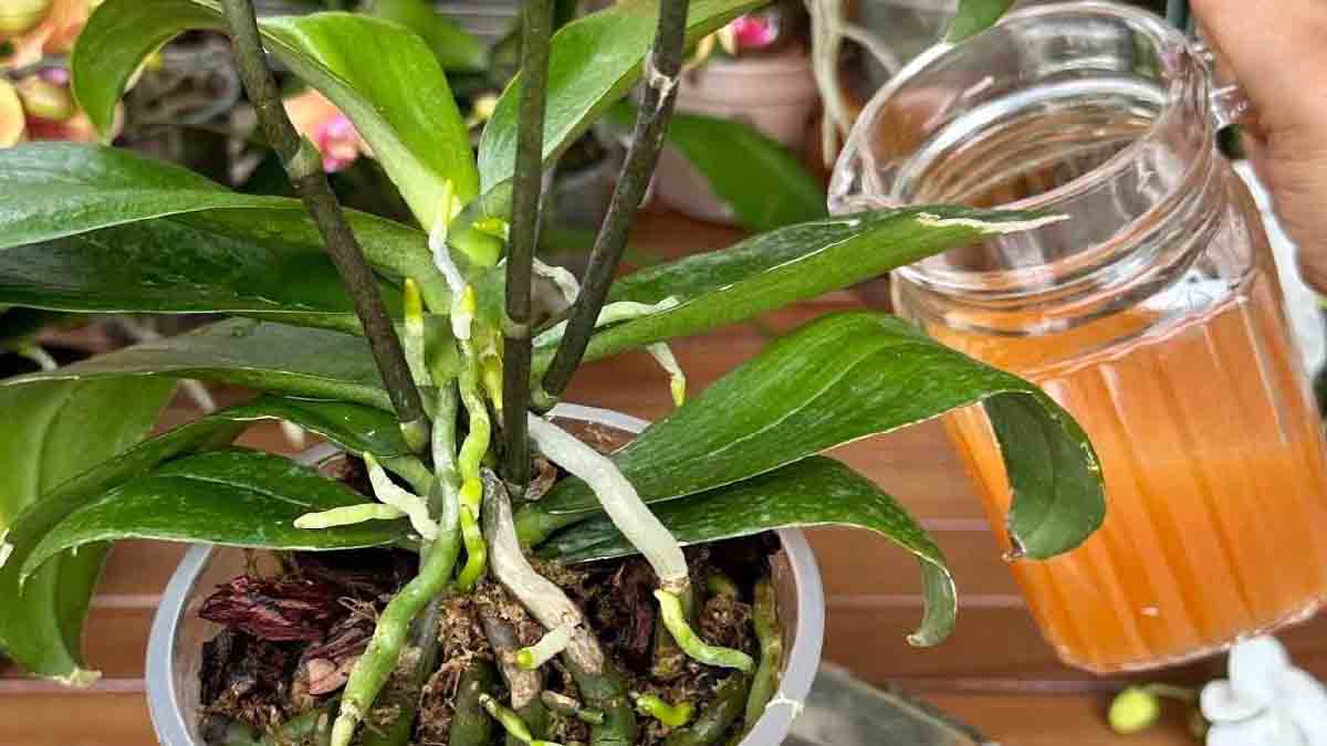  Il suffit d’une tasse de ce produit pour voir les fleurs s’épanouir comme jamais 
