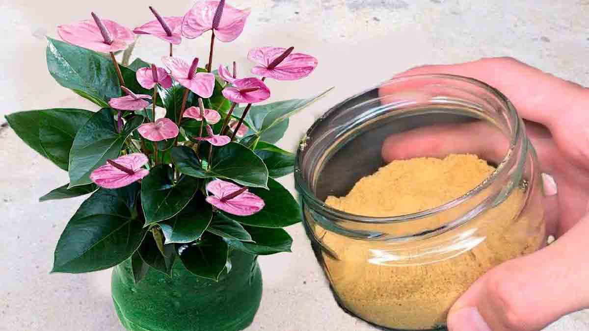 Il suffit de 2 ingrédients pour fabriquer ce fertilisant puissant