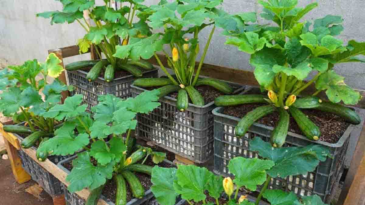 Le conseil des agriculteurs experts pour cultiver les courgettes à la maison