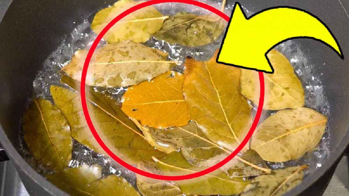 Que se passe-t-il si vous commencez à faire bouillir des feuilles de laurier à la maison ?
