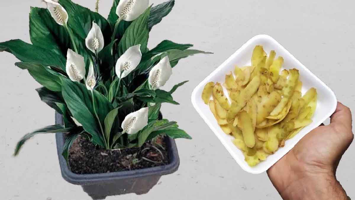 Jeter ces résidus : ne commettez plus jamais cette erreur, ils peuvent vous servir pour l’entretien des plantes