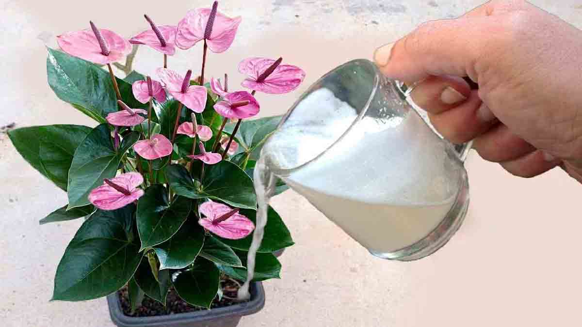 Si vous ajoutez tout simplement un verre de ce produit, alors la floraison des plantes ne sera plus un problème