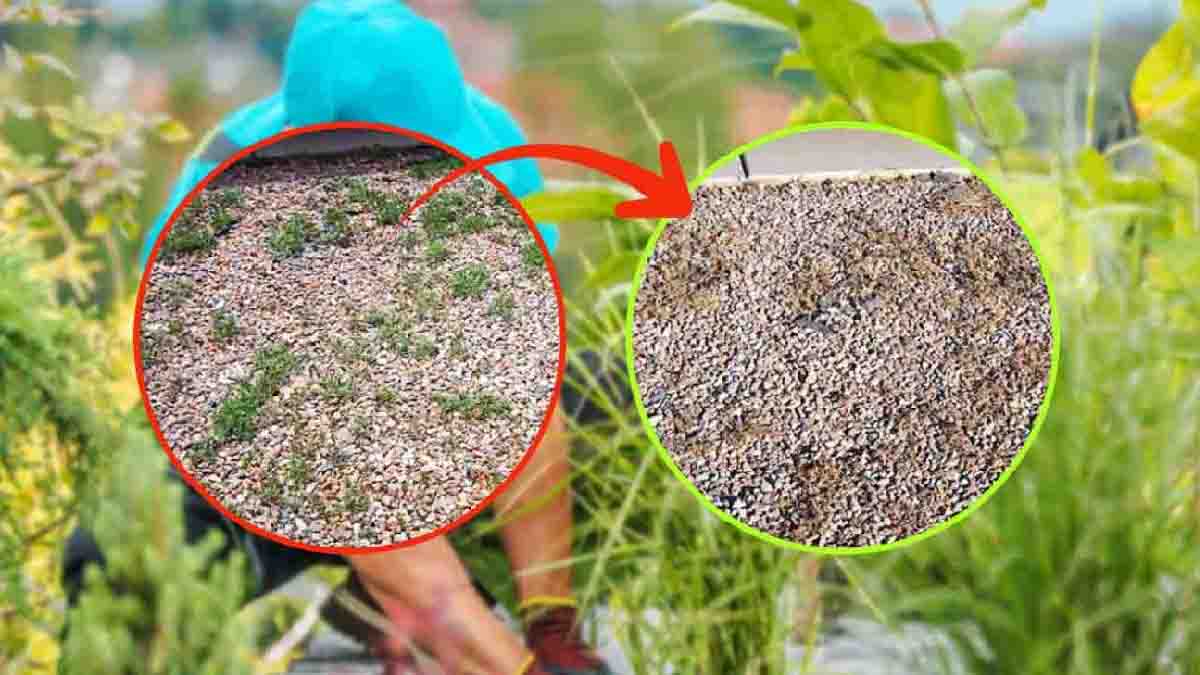 Mauvaises herbes dans les graviers : un désherbant naturel très puissant