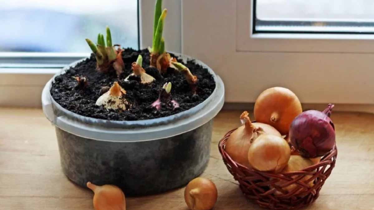 Attention, la poubelle n’est pas la bonne destination pour les oignons germés : ne commettez plus cette erreur 