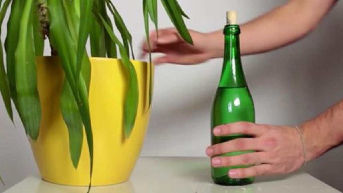 Voici la solution imparable pour arroser ses plantes pendant ses vacances
