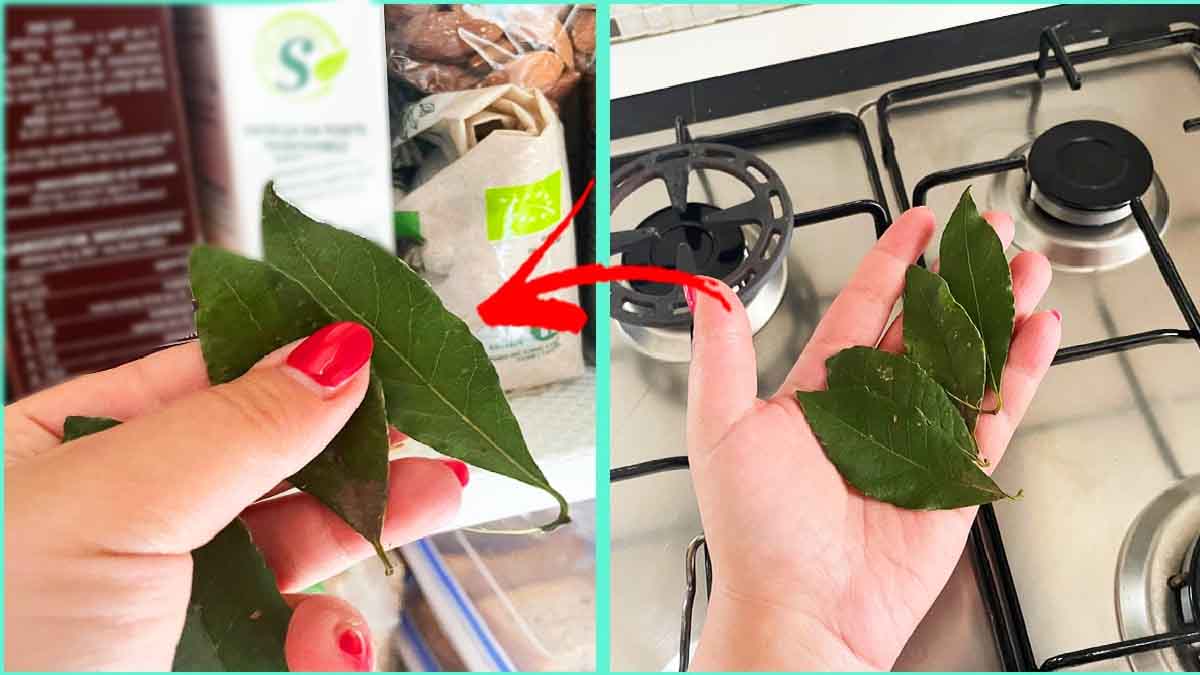 Fini les mauvaises odeurs et les insectes de la cuisine : la solution se trouve dans les feuilles de laurier