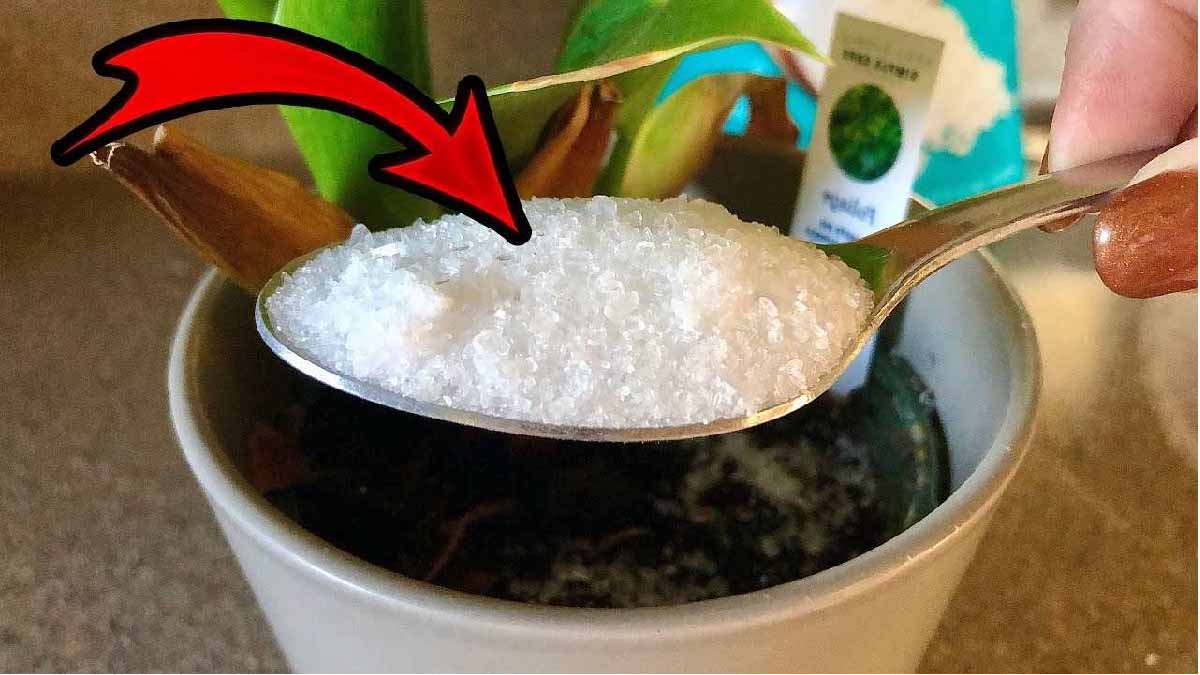 Voici le meilleur booster de croissance des plantes que vous devez absolument tester