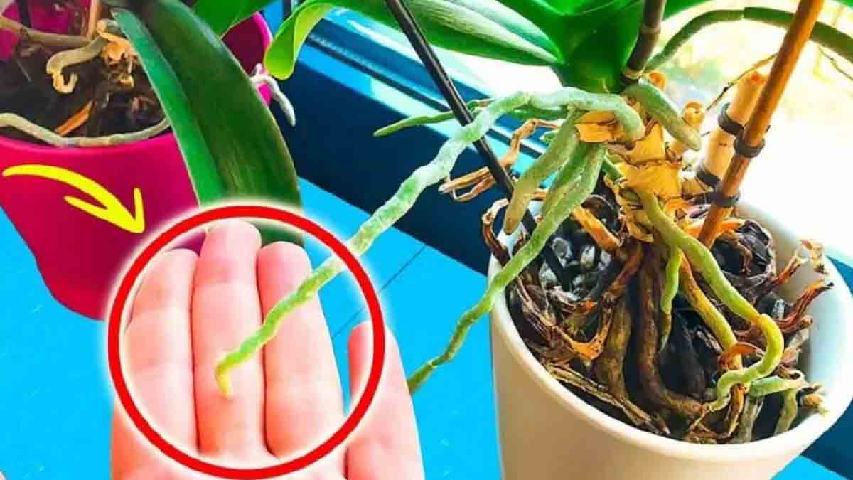 Vous devez absolument mettre les orchidées ici pour garantir une floraison abondante