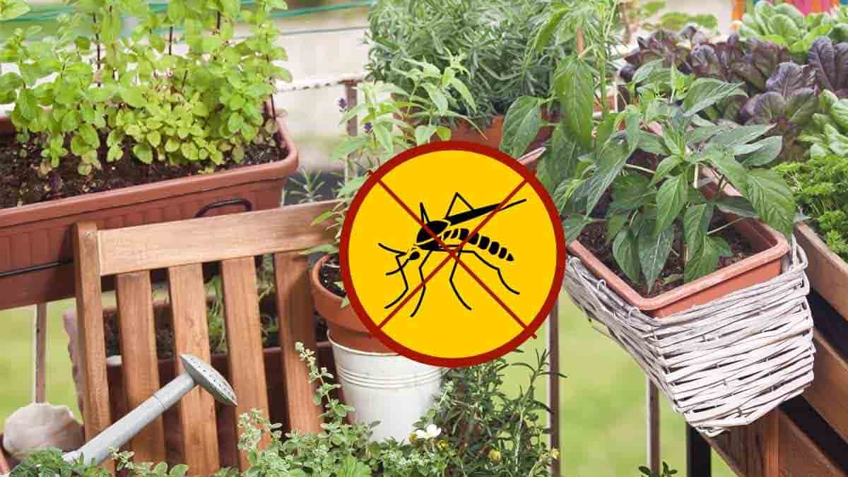 Mettez cette plante sur le balcon et vous pouvez dire adieu aux moustiques
