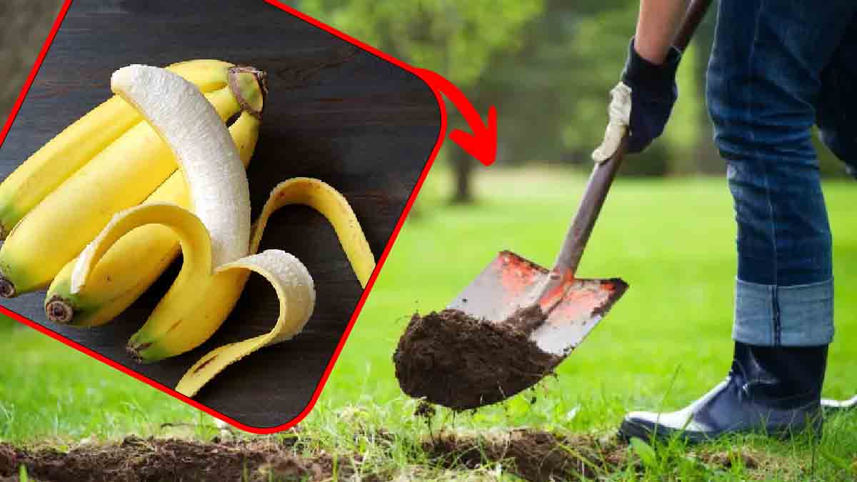 Jeter une banane mûre : ne commettez plus jamais cette erreur, enterrez-la