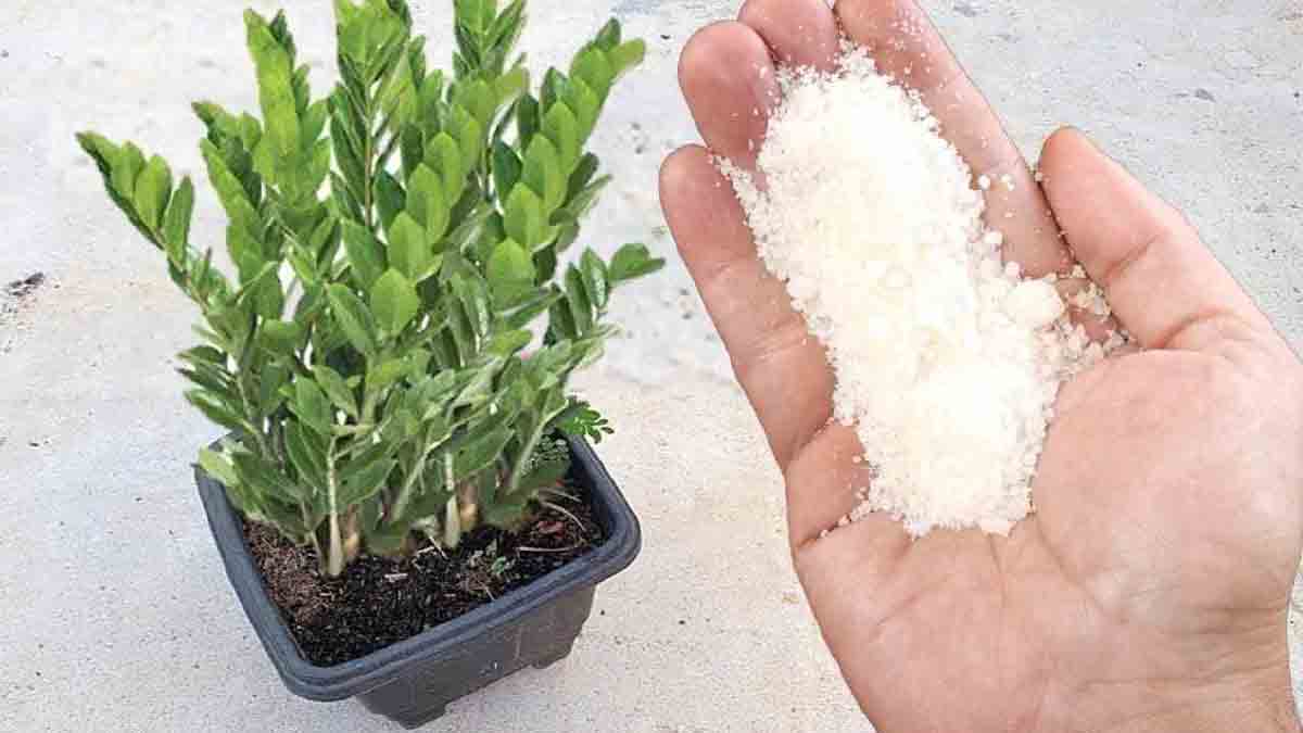 Quel est cet ingrédient magique qui accélère la croissance des plantes de 5 fois ?