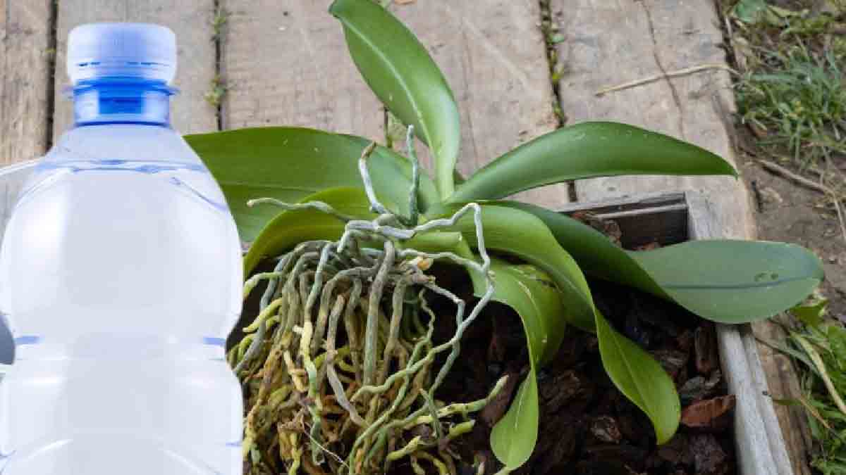 Une espérance de vie trois fois plus élevée pour l’orchidée : voici la méthode secrète de la bouteille