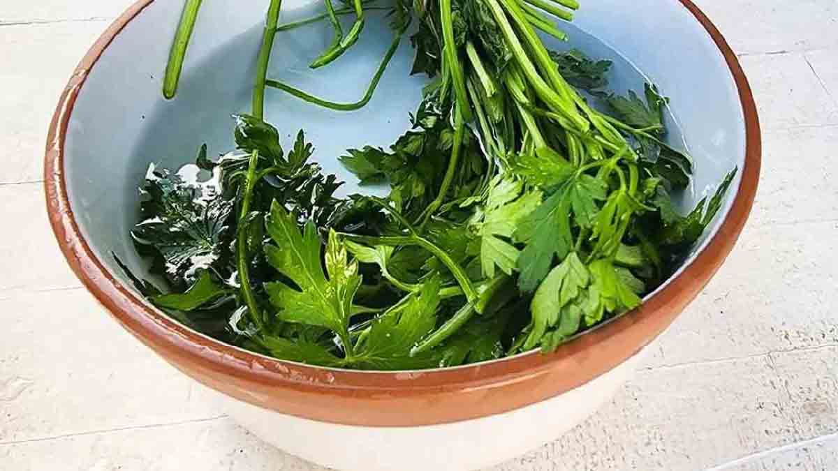 Découvrez sans plus attendre la technique du bol pour conserver la fraîcheur du persil pendant un mois 