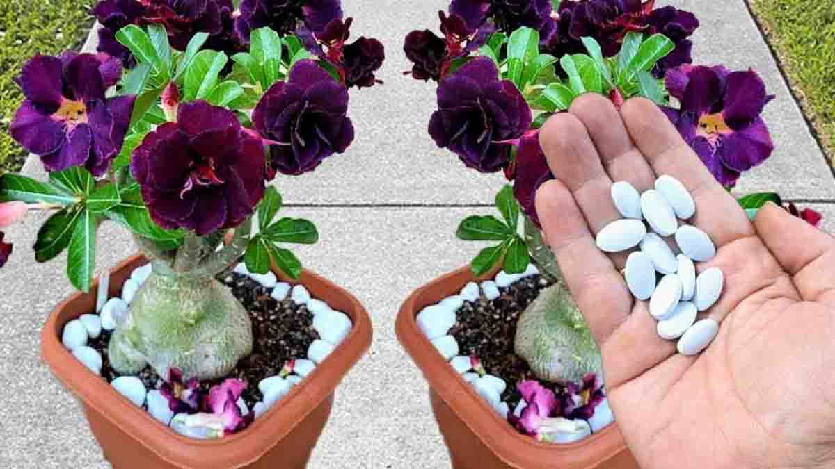 Il suffit de cette pilule pour avoir plein de fleurs sur les plantes du jardin ainsi que du balcon