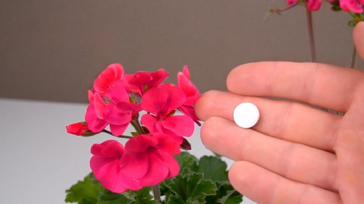 La technique secrète des jardiniers pour décupler la floraison des géraniums