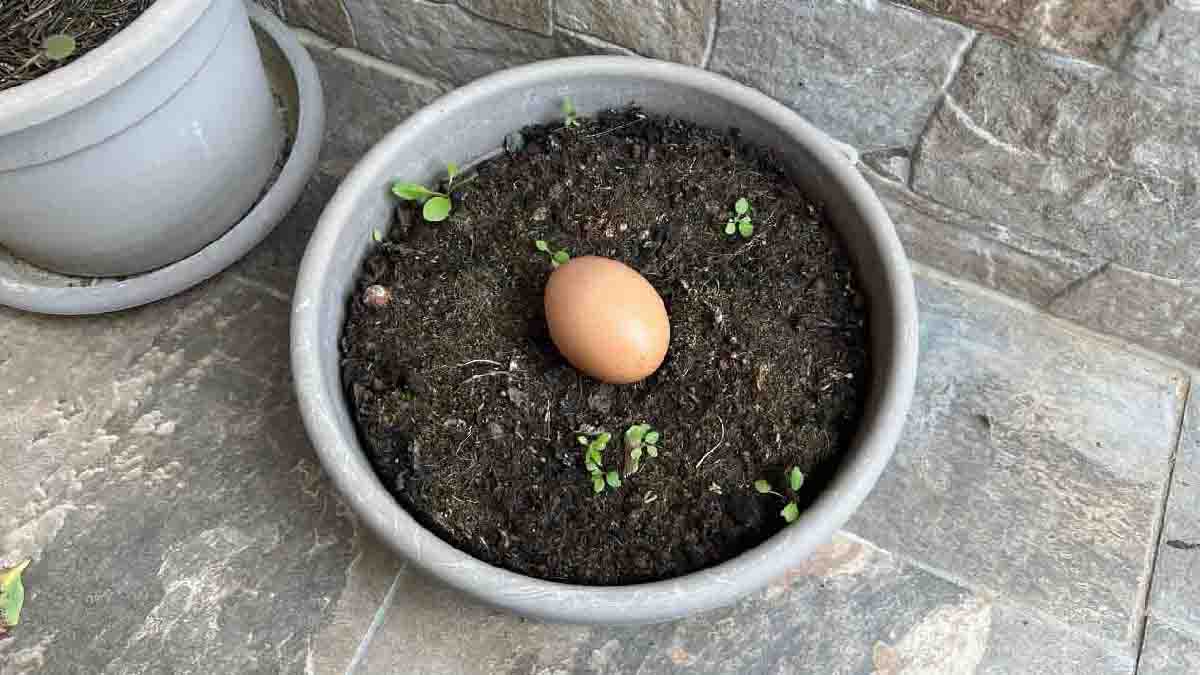 Enterrez un œuf dans votre sol ou votre jardin : que se passe-t-il après 10 jours ?