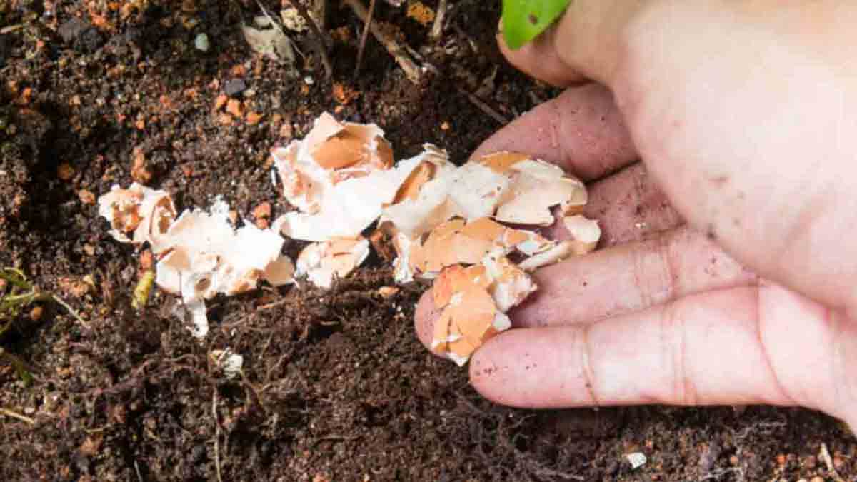 Ne passez pas à côté de ces fertilisants faits maison pour faire pousser les agrumes