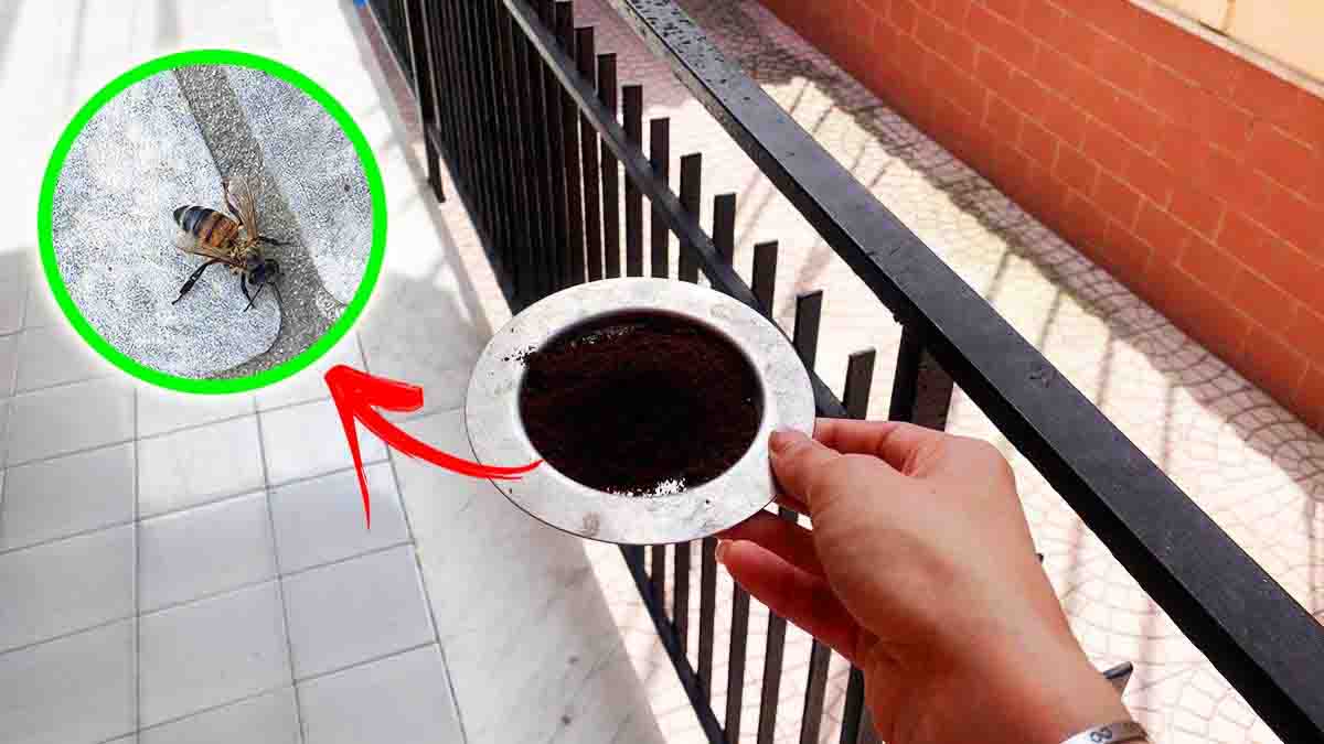 Les guêpes et les abeilles détesteront votre balcon une fois que vous aurez mis ce produit