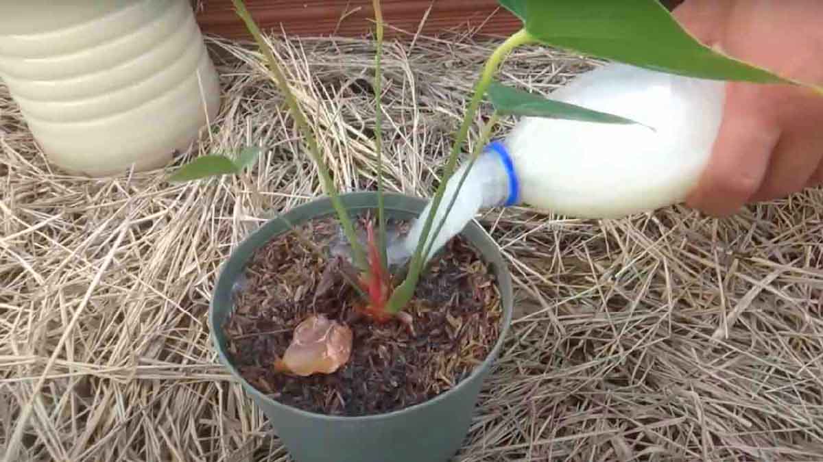 Voici le fertilisant maison le plus puissant qui existe : il suffit de deux ingrédients pour le fabriquer