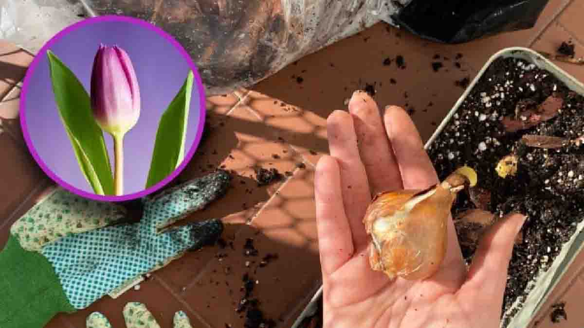 Voici le guide pratique et facile pour faire pousser des tulipes à la maison