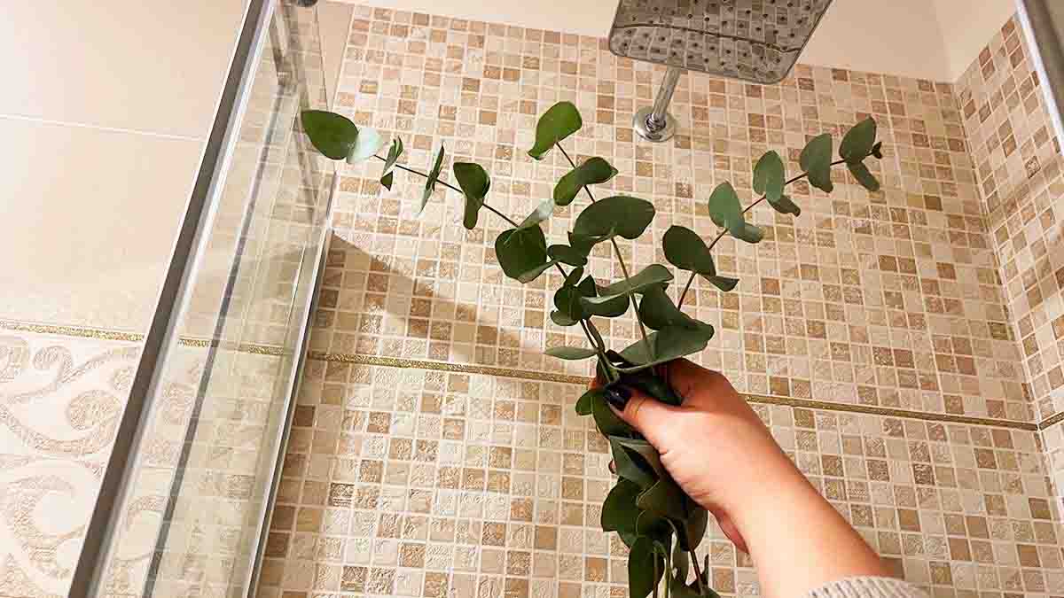 Vous devez absolument connaître cette astuce à base d’eucalyptus pour garantir une douche relaxante