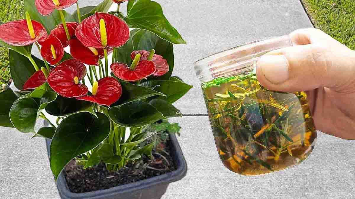 Il suffit de jeter ce liquide dans le vase et vous aurez de belle fleur dans votre maison et dans votre jardin