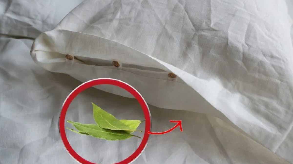 C’est pourquoi vous ne devez jamais oublier de mettre deux feuilles de laurier sous l’oreiller