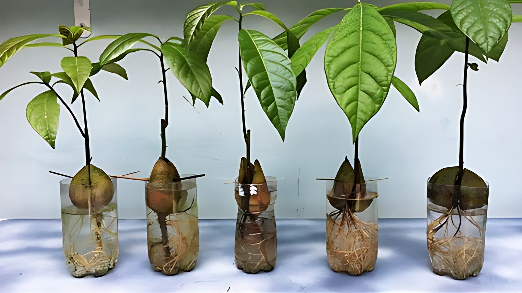 Apprenez à faire pousser des avocats en pot