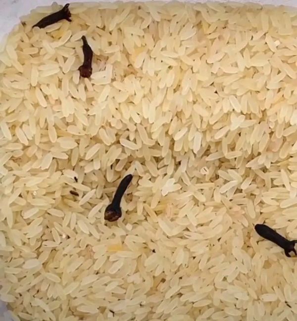 Prévenir les charançons : une solution simple pour vos haricots et votre riz