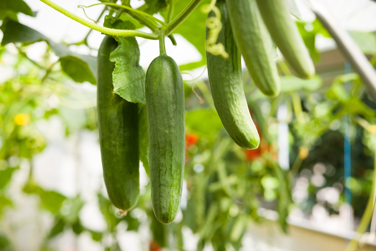 12 Conseils Pour Réussir À Cultiver Des Concombres À La Maison