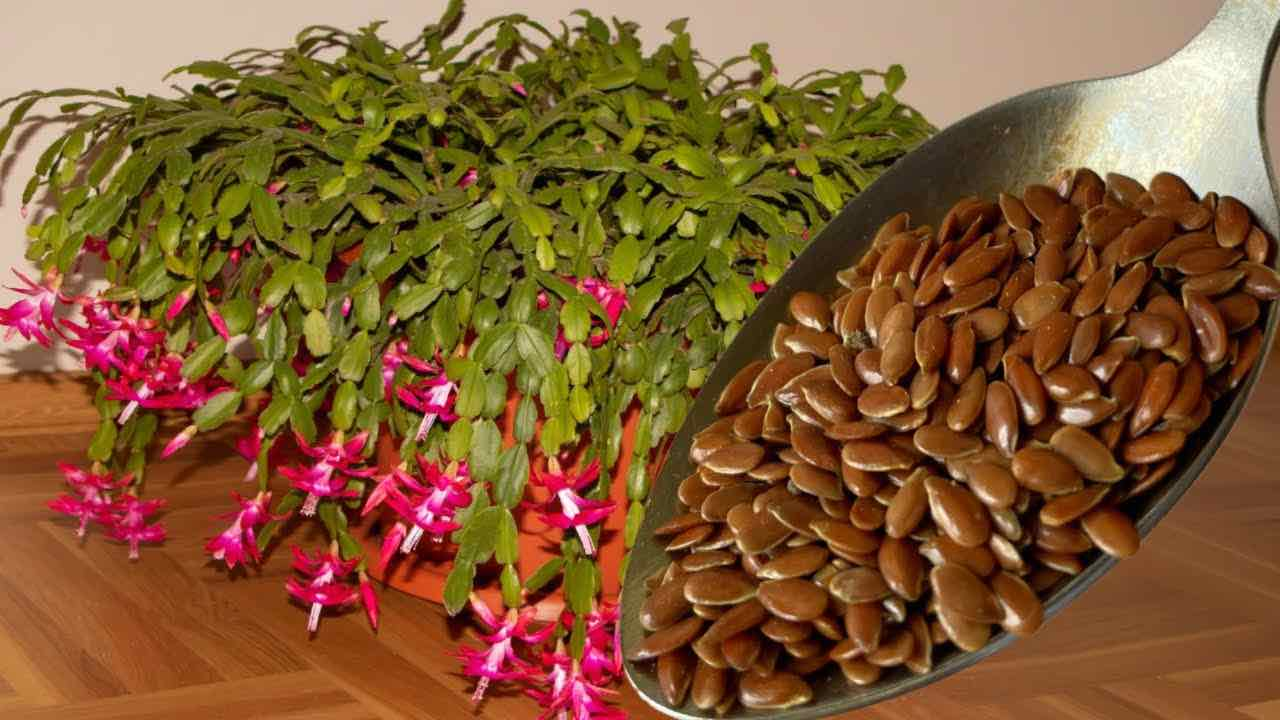 Une cuillère pour toutes les fleurs que vous avez chez vous : vous obtiendrez une floraison luxuriante.