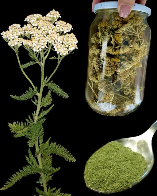 Cette Plante Miracle Que Peu Connaissent – Un Trésor en Chaque Cuillère