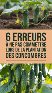 6 erreurs à ne pas commettre lors de la plantation des concombres - Top ...