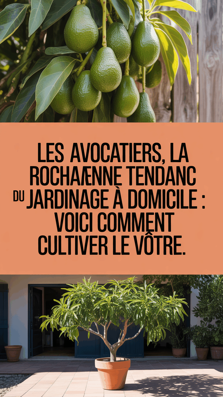 Les Avocatiers, la Prochaine Grande Tendance du Jardinage à Domicile : Voici Comment Cultiver le Vôtre.