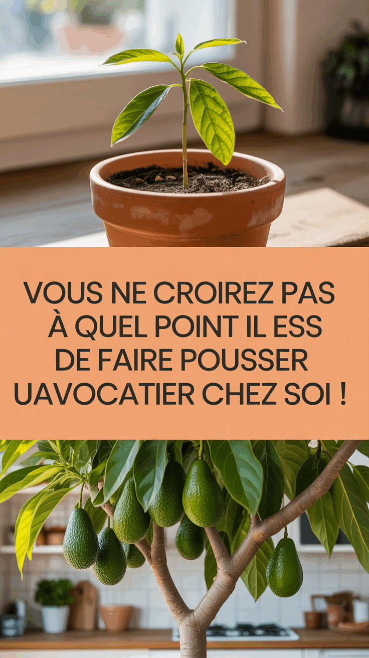 Vous ne croirez pas à quel point il est facile de faire pousser un avocatier chez soi !