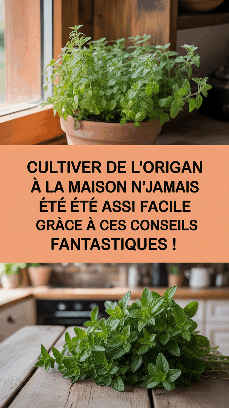 Cultiver de l'origan à la maison n'a jamais été aussi facile grâce à ces conseils fantastiques !