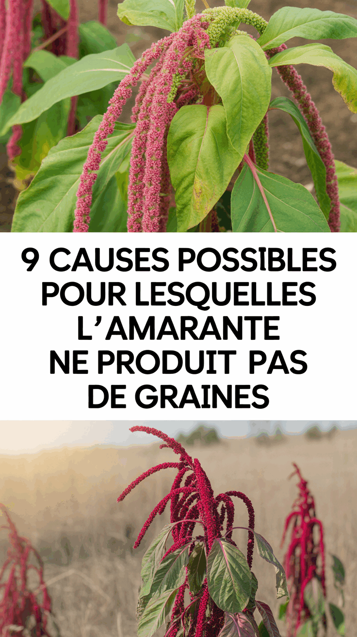 9 causes possibles pour lesquelles l&rsquo;amarante ne produit pas de graines